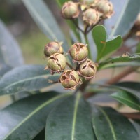 Xanthostemon verticillatus (C.T.White & W.D.Francis) L.S.Sm.